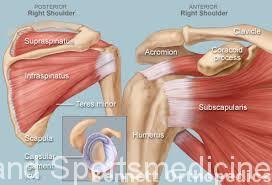 shoulder anatomy